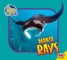 Manta Rays
