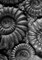 The Serpent's Egg And Other Tales of Darkness
