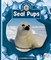 Seal Pups