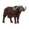 SCHLEICH WILD LIFE Afrikinis buivolas