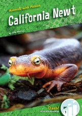 California Newt
