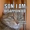 Cat-Memes
