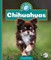 Chihuahuas