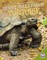 Giant GalÃ pagos Tortoise