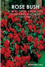 Rose Bush
