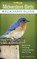 Midwestern Birds
