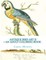 Antique Bird Art II: An Adult Coloring Book