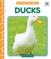 Ducks