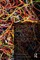 Complexity and Public Policy