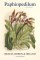 Paphiopedilum
