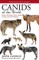 Canids of the World