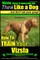 Vizsla, Vizsla Training AAA AKC