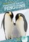 Fun Facts about Penguins