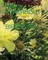 David Claerbout - Birdsong