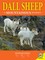 Dall Sheep: A Mountainous Journey