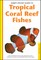 Tropical Coral Reef Fishes