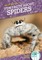 Fun Facts about Spiders