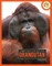 Orangutan
