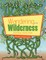 Wandering in the Wilderness