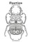 Beetles Coloring Book for Grown-Ups 1