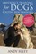 Obedience Training for Dogs