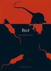 Rat