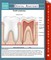 Dental Anatomy (Speedy Study Guides)