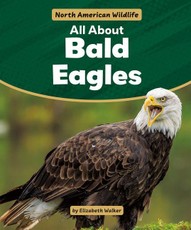 All about Bald Eagles