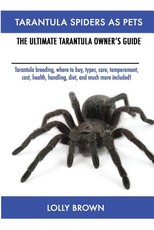 Tarantula Spiders As Pets