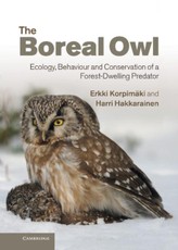 Boreal Owl