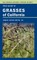 Field Guide to Grasses of California